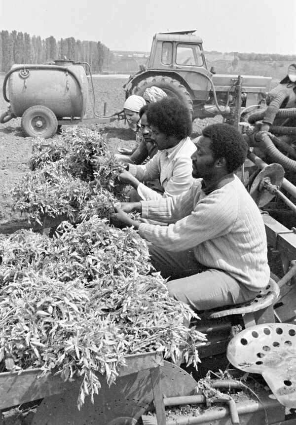 Африканские студенты института им. М. В. Фрунзе проходят практику в учебном хозяйстве, 1983 год. - Sputnik Молдова