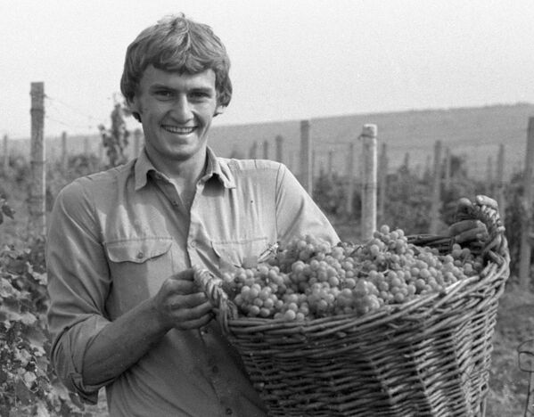 Студент второго курса советского техникума Дмитрий Павлов собирает виноград, 1984 год. - Sputnik Молдова