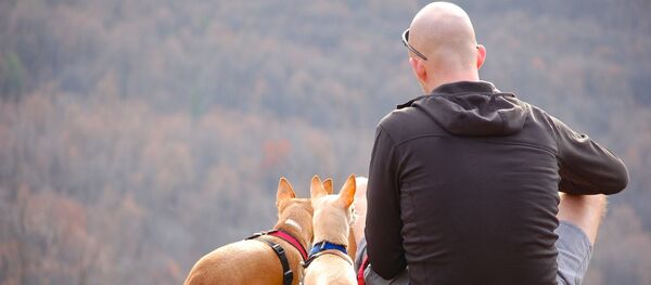 Собаки. Архивное фото - Sputnik Молдова