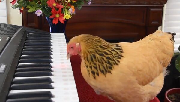 O găină talentată a interpretat „O Mio Babbini Caro” de Puccini - Sputnik Moldova