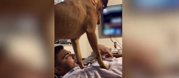 Ревнивая собака хочет внимания и выбивает телефон из рук хозяина – видео - Sputnik Moldova