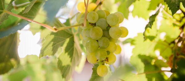 Виноград - Sputnik Молдова