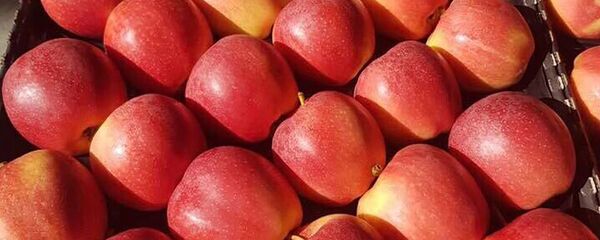 Mere din livada fermierului Nicolae Pascal Mere din livada fermierului Nicolae Pascal - Sputnik Moldova