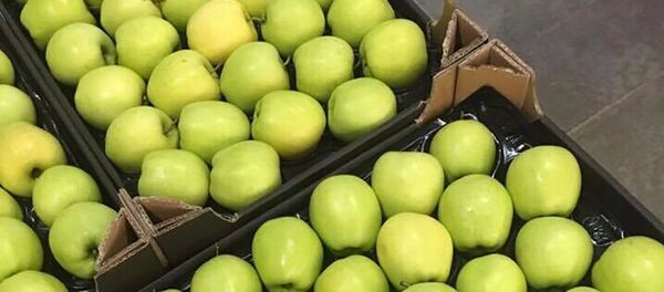 Mere din livada fermierului Nicolae Pascal - Sputnik Moldova