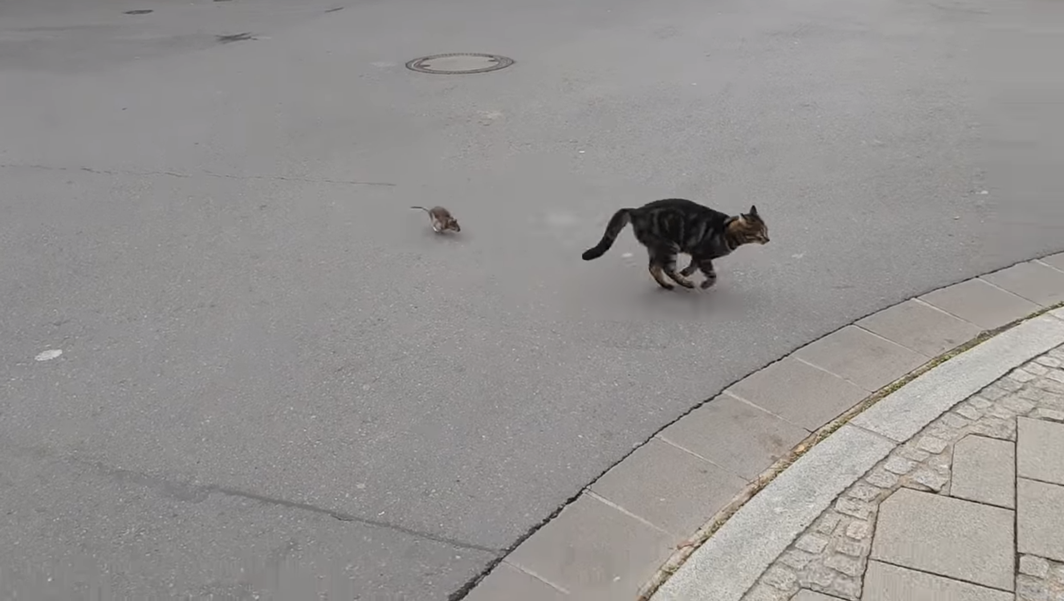 Нападение кошки. Кот бежит. Кот нападает.