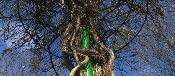 В ботаническом саду Кишинева восстановили одну из старейших коллекций – лианарий В ботаническом саду Кишинева восстановили одну из старейших коллекций – лианарий - Sputnik Молдова