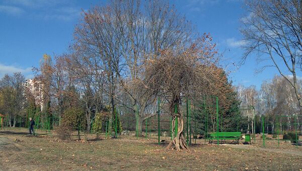 В ботаническом саду Кишинева  восстановили одну из старейших коллекций – лианарий - Sputnik Молдова