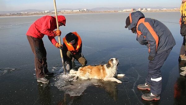 В Забайкалье спасли вмерзшую в озеро собаку - Sputnik Moldova-România