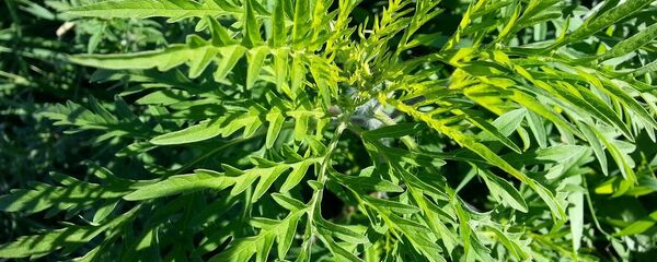 Амброзия - Sputnik Молдова