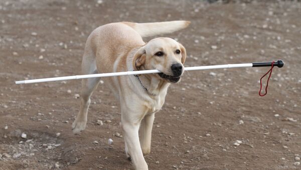 Собака-поводырь - Sputnik Молдова