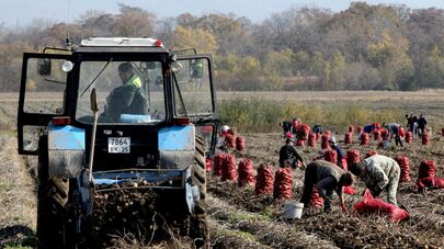 Сбор овощей в фермерском хозяйстве