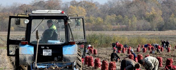 Сбор овощей в фермерском хозяйстве - Sputnik Молдова