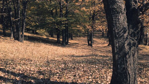 Молдавская ССР, село Кодры. Осень в лесу, 1978 год - Sputnik Moldova-România