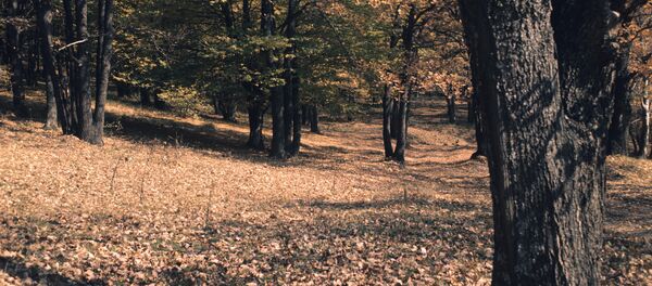Молдавская ССР, село Кодры. Осень в лесу, 1978 год - Sputnik Moldova-România