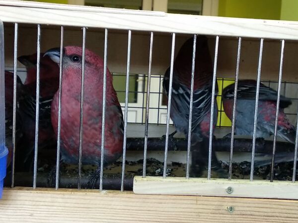 Громкое дело: кого везли в клетках в поезде Москва-Кишинев - фото Громкое дело: кого везли в клетках в поезде Москва-Кишинев - фото - Sputnik Молдова