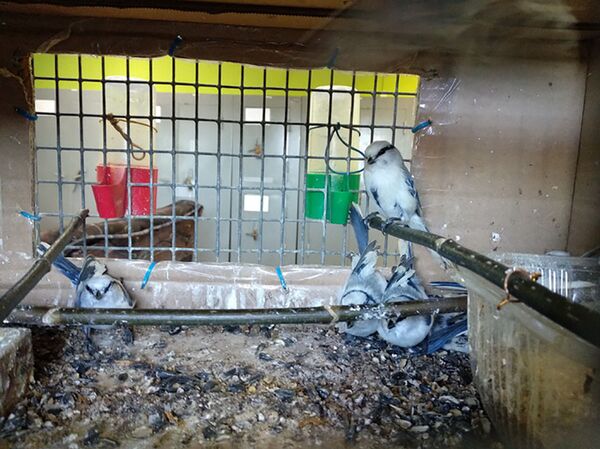 Громкое дело: кого везли в клетках в поезде Москва-Кишинев - фото Громкое дело: кого везли в клетках в поезде Москва-Кишинев - фото - Sputnik Молдова