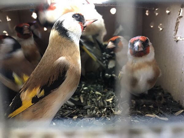 Громкое дело: кого везли в клетках в поезде Москва-Кишинев - фото Громкое дело: кого везли в клетках в поезде Москва-Кишинев - фото - Sputnik Молдова