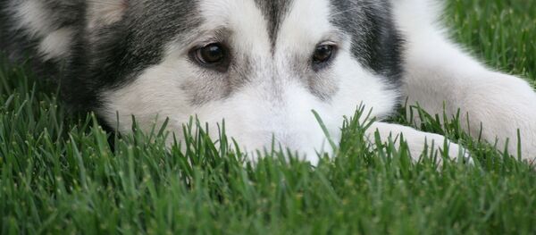 Собака - Sputnik Молдова