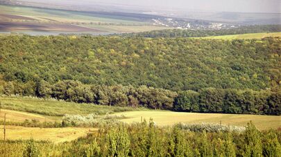 Кодры - возвышенность в Молдавии, 1972 год.