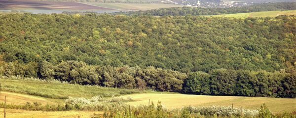 Кодры - возвышенность в Молдове, архивное фото. - Sputnik Молдова