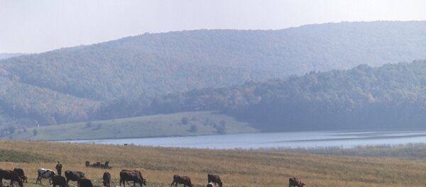 Стадо колхоза Пограничник на пастбище. МССР, 1972 год. - Sputnik Moldova