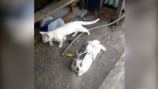 Настоящий друг: кролик вырыл подкоп для котенка - Sputnik Молдова