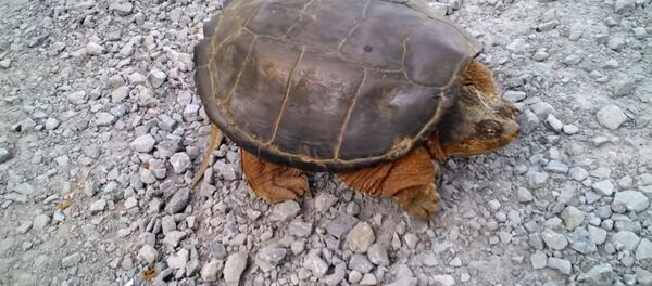 Вот что будет, если дразнить черепаху – забавное видео Вот что будет, если дразнить черепаху – забавное видео - Sputnik Молдова