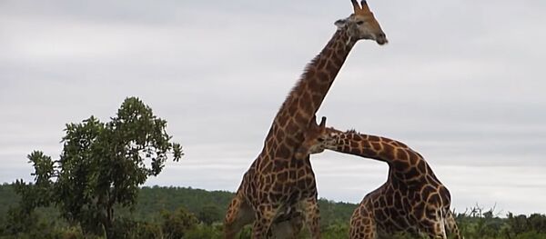 Вы когда-нибудь видели, как дерутся жирафы? Это выглядит очень смешно – видео - Sputnik Молдова
