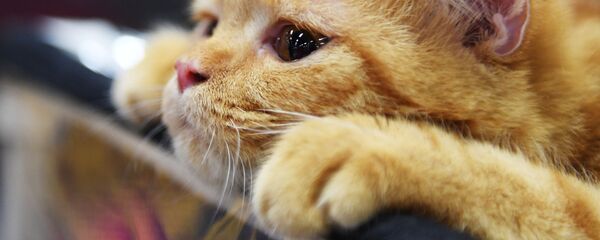 Pisică Pisică - Sputnik Moldova-România