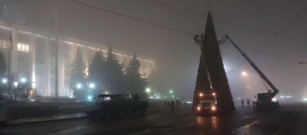 Bradul de Crăciun  - Sputnik Moldova
