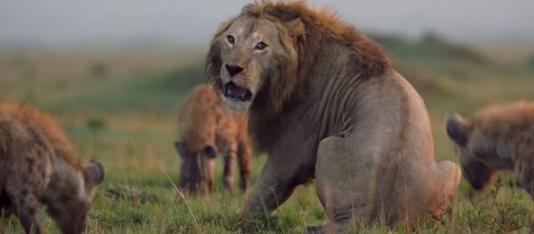 Гиены загнали льва в угол - Sputnik Молдова