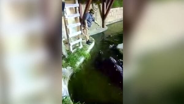Мужчина сорвался с тарзанки в водоем с голодными крокодилами - Sputnik Молдова