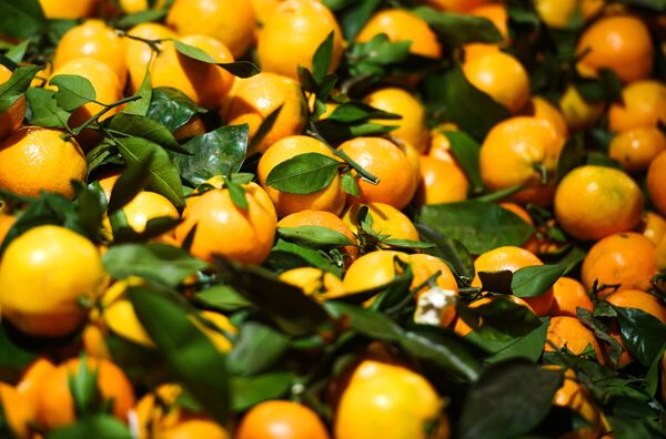 Сладкий цитрус с запахом Нового года - как мандарины попадают на прилавки Сладкий цитрус с запахом Нового года - как мандарины попадают на прилавки - Sputnik Молдова