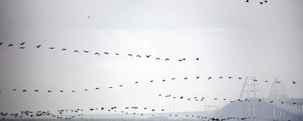Птицы над Керченским проливом - Sputnik Moldova