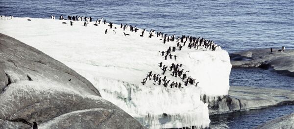 Antarctida - Sputnik Moldova