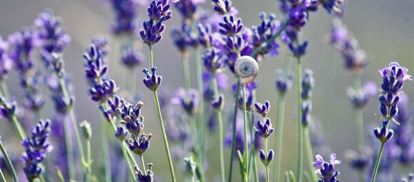 Цветение лаванды. - Sputnik Молдова