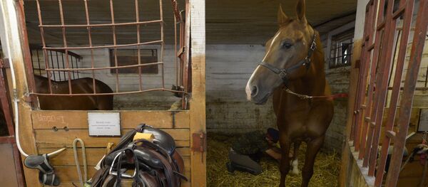 Лошадь в конюшне Лошадь в конюшне - Sputnik Молдова