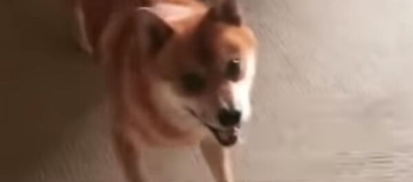 Танцующая собака рассмешила пользователей Сети – забавное видео - Sputnik Молдова