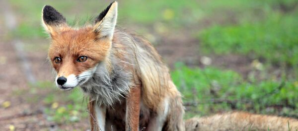 Дикая лисица - Sputnik Moldova