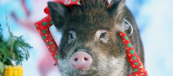 Празднование нового года в зоопарке «Лесная сказка» в Барнауле Празднование нового года в зоопарке «Лесная сказка» в Барнауле - Sputnik Moldova-România