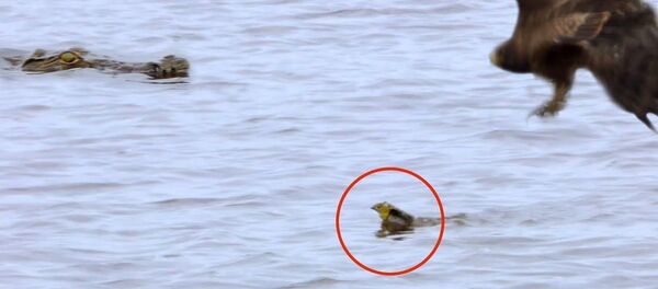 Птенец вырвался из когтей ястреба, но его ждала страшная участь. Видео - Sputnik Молдова