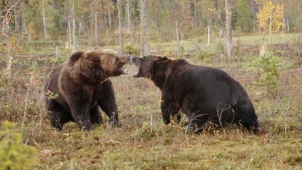 Свирепый бой громадных бурых медведей сняли на видео - Sputnik Молдова