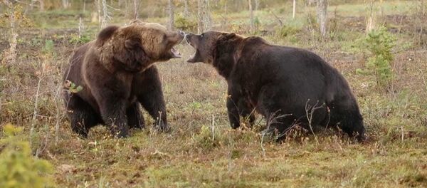 Свирепый бой громадных бурых медведей сняли на видео Свирепый бой громадных бурых медведей сняли на видео - Sputnik Молдова