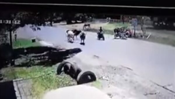 Кунг-фу-корова ударом ног сбила мотоциклистку — видео - Sputnik Молдова