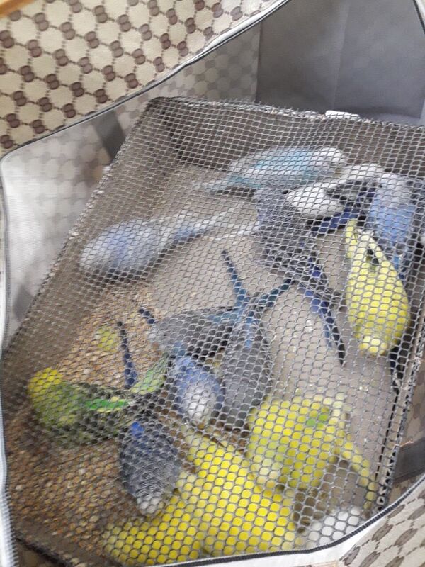 Afacerea secolului în Moldova: 148 de papagali, aduși prin contrabandă din Ucraina - Sputnik Moldova