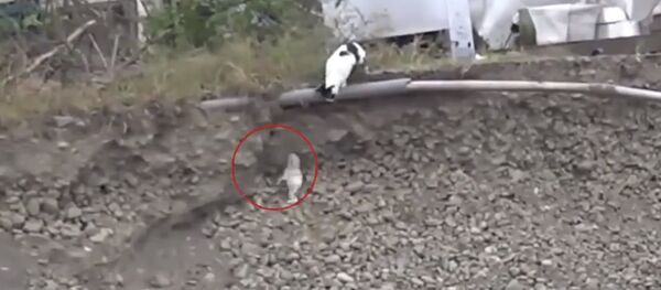 Кошка спасла щенка - Sputnik Молдова