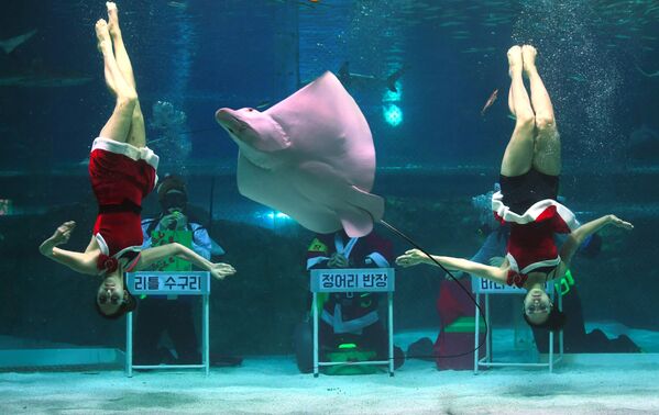 Дайверы в костюмах Санта-Клауса в океанариуме COEX в Сеуле, Южная Корея - Sputnik Молдова