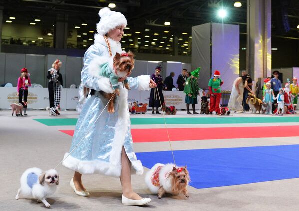 Собаки и их владельцы участвуют в конкурсе костюмов на выставке Золотой ошейник-2016 в Москве - Sputnik Молдова