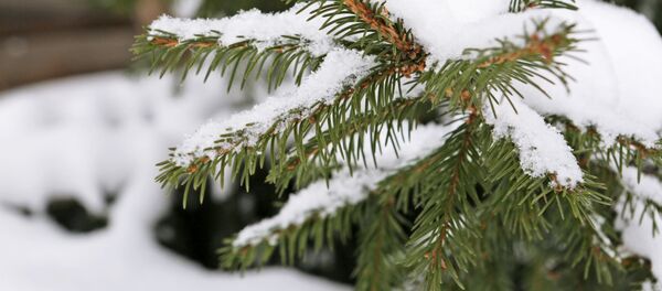 Предприятие лесопромышленного комплекса Бердский лесхоз  - Sputnik Молдова