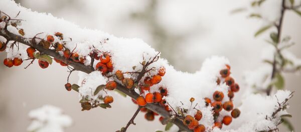 Зима - Sputnik Moldova-România